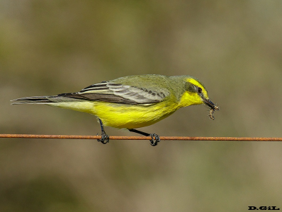 VINCHERO (Satrapa icterophrys) - Sierra de Carapé - MALDONADO (Febrero 2016)